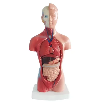 28 CM Anatomija Študija Orodje - Realistično Človeško Telo, Trup Modela z Odstranljivo Notranjih Organov